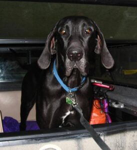 The Beginning Farmer: Death on the Farm, Part Two Image